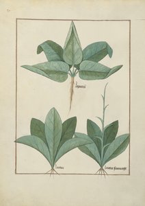 السيدة الاب. Fv VI  1 fol.126v رسم توضيحي من كتاب الأدوية البسيطة لماتياس بلاتيريوس (dc1161) c.1470 بواسطة Robinet Testard